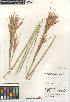  (Andropogon glomeratus scabriglumis - CCDB-23952-F03)  @11 [ ] CreativeCommons - Attribution Non-Commercial Share-Alike (2015) SDNHM San Diego Natural History Museum