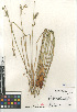  (Juncus effusus - CCDB-23952-G01)  @11 [ ] CreativeCommons - Attribution Non-Commercial Share-Alike (2015) SDNHM San Diego Natural History Museum