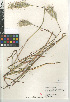  (Bothriochloa barbinodis - CCDB-23952-G04)  @11 [ ] CreativeCommons - Attribution Non-Commercial Share-Alike (2015) SDNHM San Diego Natural History Museum