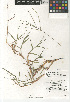  (Digitaria - CCDB-23952-G06)  @11 [ ] CreativeCommons - Attribution Non-Commercial Share-Alike (2015) SDNHM San Diego Natural History Museum