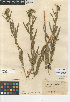  (Symphyotrichum lanceolatum hesperium - CCDB-23964-B11)  @11 [ ] CreativeCommons - Attribution Non-Commercial Share-Alike (2015) SDNHM San Diego Natural History Museum