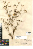  ( - CCDB-23964-E02)  @11 [ ] CreativeCommons - Attribution Non-Commercial Share-Alike (2015) SDNHM San Diego Natural History Museum