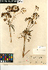  ( - CCDB-23964-F02)  @11 [ ] CreativeCommons - Attribution Non-Commercial Share-Alike (2015) SDNHM San Diego Natural History Museum