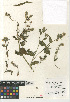  (Amsinckia tessellata - CCDB-24804-A01)  @11 [ ] CreativeCommons - Attribution Non-Commercial Share-Alike (2015) SDNHM San Diego Natural History Museum
