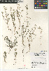  (Cryptantha pterocarya - CCDB-24804-A03)  @11 [ ] CreativeCommons - Attribution Non-Commercial Share-Alike (2015) SDNHM San Diego Natural History Museum