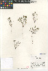  (Cryptantha micrantha lepida - CCDB-24804-B04)  @11 [ ] CreativeCommons - Attribution Non-Commercial Share-Alike (2015) SDNHM San Diego Natural History Museum