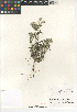  (Cryptantha barbigera fergusoniae - CCDB-24804-D02)  @11 [ ] CreativeCommons - Attribution Non-Commercial Share-Alike (2015) SDNHM San Diego Natural History Museum