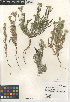  (Cryptantha barbigera barbigera - CCDB-24804-E02)  @11 [ ] CreativeCommons - Attribution Non-Commercial Share-Alike (2015) SDNHM San Diego Natural History Museum