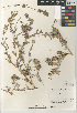  (Atriplex crassipes - CCDB-24804-F12)  @11 [ ] CreativeCommons - Attribution Non-Commercial Share-Alike (2015) SDNHM San Diego Natural History Museum