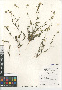  (Cryptantha intermedia - CCDB-24804-H03)  @11 [ ] CreativeCommons - Attribution Non-Commercial Share-Alike (2015) SDNHM San Diego Natural History Museum