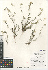  (Cryptantha intermedia johnstonii - CCDB-24804-H03)  @11 [ ] CreativeCommons - Attribution Non-Commercial Share-Alike (2015) SDNHM San Diego Natural History Museum