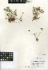  (Marsilea vestita - CCDB-24906-B03)  @11 [ ] CreativeCommons - Attribution Non-Commercial Share-Alike (2015) SDNHM San Diego Natural History Museum