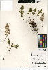  (Myriopteris covillei - CCDB-24906-B04)  @11 [ ] CreativeCommons - Attribution Non-Commercial Share-Alike (2015) SDNHM San Diego Natural History Museum