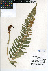  (Polystichum imbricans - CCDB-24906-D03)  @11 [ ] CreativeCommons - Attribution Non-Commercial Share-Alike (2015) SDNHM San Diego Natural History Museum