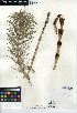  (Equisetum telmateia subsp. braunii - CCDB-24906-E02)  @11 [ ] CreativeCommons - Attribution Non-Commercial Share-Alike (2015) SDNHM San Diego Natural History Museum