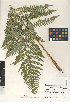  (Dryopteris arguta - CCDB-24906-F03)  @11 [ ] CreativeCommons - Attribution Non-Commercial Share-Alike (2015) SDNHM San Diego Natural History Museum