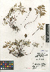  (Pentagramma triangularis subsp. rebmanii - CCDB-24906-F06)  @11 [ ] CreativeCommons - Attribution Non-Commercial Share-Alike (2015) SDNHM San Diego Natural History Museum