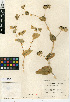  (Bupleurum lancifolium - CCDB-24907-A04)  @11 [ ] CreativeCommons - Attribution (2014) Linda Jennings University of British Columbia