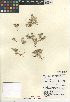  (Eryngium aristulatum var. parishii - CCDB-24907-A05)  @11 [ ] CreativeCommons - Attribution Non-Commercial Share-Alike (2015) SDNHM San Diego Natural History Museum