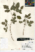  (Toxicodendron diversilobum - CCDB-24907-B03)  @11 [ ] CreativeCommons - Attribution Non-Commercial Share-Alike (2015) SDNHM San Diego Natural History Museum