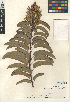  (Malosma - CCDB-24907-D02)  @11 [ ] CreativeCommons - Attribution Non-Commercial Share-Alike (2015) SDNHM San Diego Natural History Museum