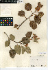  (Rhus ovata - CCDB-24907-F03)  @11 [ ] CreativeCommons - Attribution Non-Commercial Share-Alike (2015) SDNHM San Diego Natural History Museum