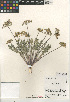  (Lomatium dasycarpum - CCDB-24907-F06)  @11 [ ] CreativeCommons - Attribution Non-Commercial Share-Alike (2015) SDNHM San Diego Natural History Museum