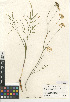  (Perideridia parishii subsp. latifolia - CCDB-24907-F07)  @11 [ ] CreativeCommons - Attribution (2014) Linda Jennings University of British Columbia