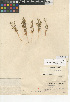  (Spermolepis lateriflora - CCDB-24907-F08)  @11 [ ] CreativeCommons - Attribution (2014) Linda Jennings University of British Columbia