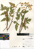  (Angelica tomentosa - CCDB-24907-G04)  @11 [ ] CreativeCommons - Attribution Non-Commercial Share-Alike (2015) SDNHM San Diego Natural History Museum