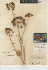  (Cicuta maculata var. maculata - CCDB-24907-G05)  @11 [ ] CreativeCommons - Attribution (2014) Linda Jennings University of British Columbia