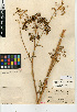  (Cicuta maculata var. angustifolia - CCDB-24907-H05)  @11 [ ] CreativeCommons - Attribution (2014) Linda Jennings University of British Columbia