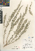  (Artemisia tridentata subsp. parishii - CCDB-24908-A04)  @11 [ ] CreativeCommons - Attribution Non-Commercial Share-Alike (2015) SDNHM San Diego Natural History Museum