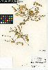  (Ambrosia salsola var. salsola - CCDB-24908-C02)  @11 [ ] CreativeCommons - Attribution Non-Commercial Share-Alike (2015) SDNHM San Diego Natural History Museum