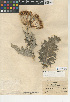  (Cirsium undulatum - CCDB-24908-E12)  @11 [ ] CreativeCommons - Attribution Non-Commercial Share-Alike (2015) SDNHM San Diego Natural History Museum