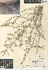  (Artemisia ludoviciana - CCDB-24908-F04)  @11 [ ] CreativeCommons - Attribution Non-Commercial Share-Alike (2015) SDNHM San Diego Natural History Museum