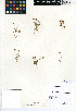  (Blennosperma nanum - CCDB-24908-F07)  @11 [ ] CreativeCommons - Attribution Non-Commercial Share-Alike (2015) SDNHM San Diego Natural History Museum