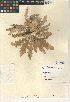  ( - CCDB-24908-G12)  @11 [ ] CreativeCommons - Attribution Non-Commercial Share-Alike (2015) SDNHM San Diego Natural History Museum