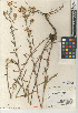  (Dieteria asteroides var. lagunensis - CCDB-24909-A02)  @11 [ ] CreativeCommons - Attribution Non-Commercial Share-Alike (2015) SDNHM San Diego Natural History Museum