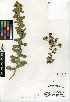  (Hazardia squarrosa var. squarrosa - CCDB-24909-C10)  @11 [ ] CreativeCommons - Attribution Non-Commercial Share-Alike (2015) SDNHM San Diego Natural History Museum