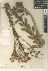  (Heterotheca grandiflora - CCDB-24909-D12)  @11 [ ] CreativeCommons - Attribution Non-Commercial Share-Alike (2015) SDNHM San Diego Natural History Museum