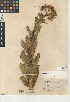  (Hulsea mexicana - CCDB-24914-B01)  @11 [ ] CreativeCommons - Attribution Non-Commercial Share-Alike (2015) SDNHM San Diego Natural History Museum