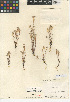  (Logfia filaginoides - CCDB-24914-E06)  @11 [ ] CreativeCommons - Attribution Non-Commercial Share-Alike (2015) SDNHM San Diego Natural History Museum