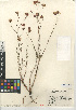  (Hymenothrix - CCDB-24914-G02)  @11 [ ] CreativeCommons - Attribution Non-Commercial Share-Alike (2015) SDNHM San Diego Natural History Museum