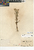  (Matricaria occidentalis - CCDB-24914-H08)  @11 [ ] CreativeCommons - Attribution Non-Commercial Share-Alike (2015) SDNHM San Diego Natural History Museum