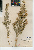  (Pluchea sericea - CCDB-24914-H10)  @11 [ ] CreativeCommons - Attribution Non-Commercial Share-Alike (2015) SDNHM San Diego Natural History Museum