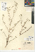  (Cryptantha flaccida - CCDB-24935-A11)  @11 [ ] CreativeCommons - Attribution Non-Commercial Share-Alike (2015) SDNHM San Diego Natural History Museum