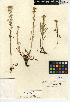  (Symphyotrichum defoliatum - CCDB-24935-B04)  @11 [ ] CreativeCommons - Attribution Non-Commercial Share-Alike (2015) SDNHM San Diego Natural History Museum