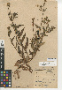  (Amsinckia spectabilis - CCDB-24935-B10)  @11 [ ] CreativeCommons - Attribution Non-Commercial Share-Alike (2015) SDNHM San Diego Natural History Museum