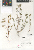  (Cryptantha pterocarya var. cycloptera - CCDB-24935-B12)  @11 [ ] CreativeCommons - Attribution Non-Commercial Share-Alike (2015) SDNHM San Diego Natural History Museum